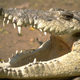 Illustration for article titled Why does the crocodile have spots?